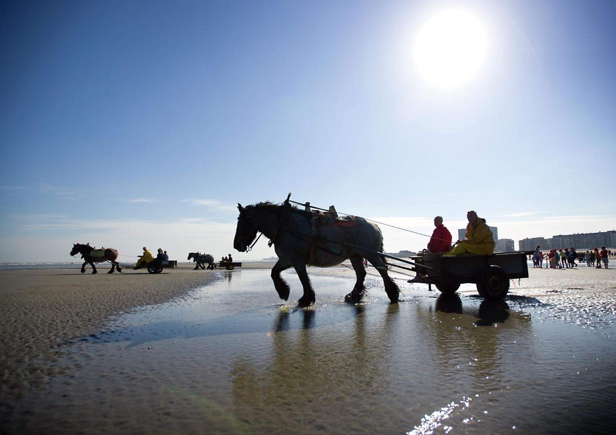 Vitamine D Koksijde Zewnętrze zdjęcie